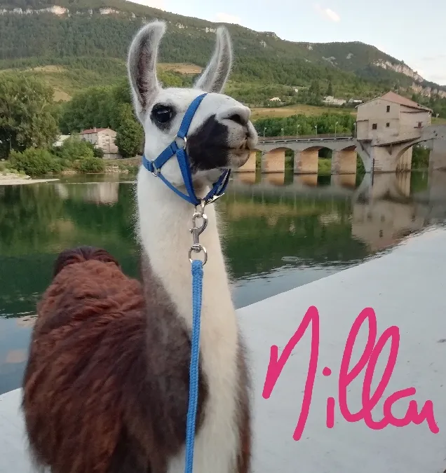 Image du carousel qui illustre: Lamas Du Soleil à Millau