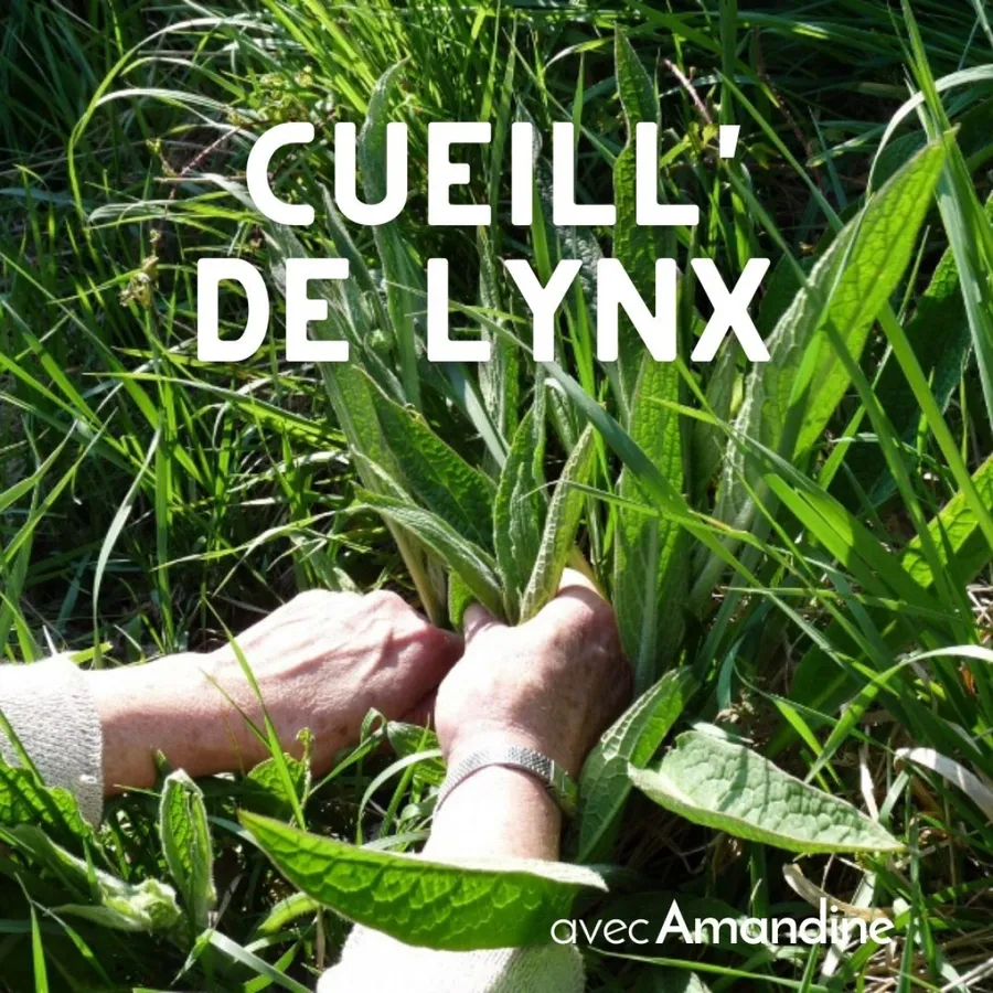 Image du carousel qui illustre: Initiez-vous à la cueillette sauvage à Céré-la-Ronde