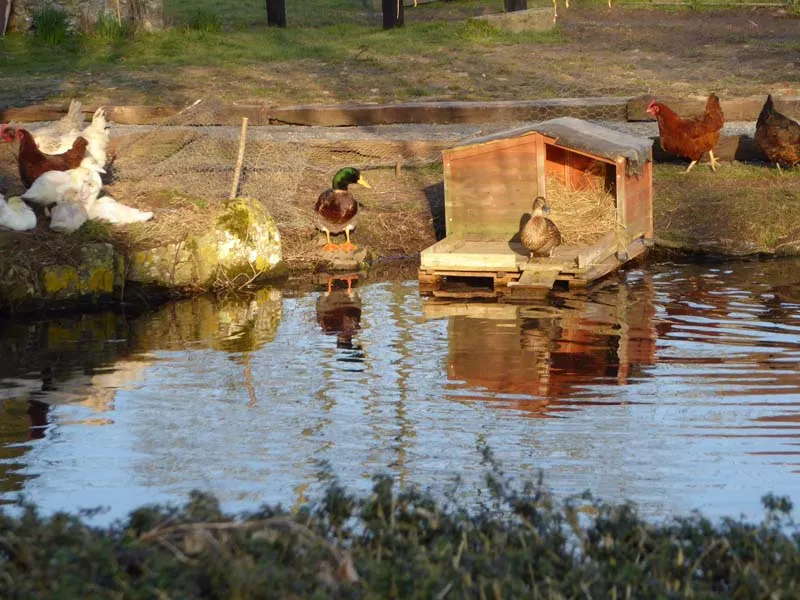 Image du carousel qui illustre: Kerflaveur à Putanges-le-Lac