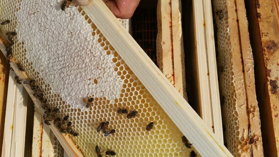 Image du carousel qui illustre: Initiez-vous à l'apiculture à Bonnelles