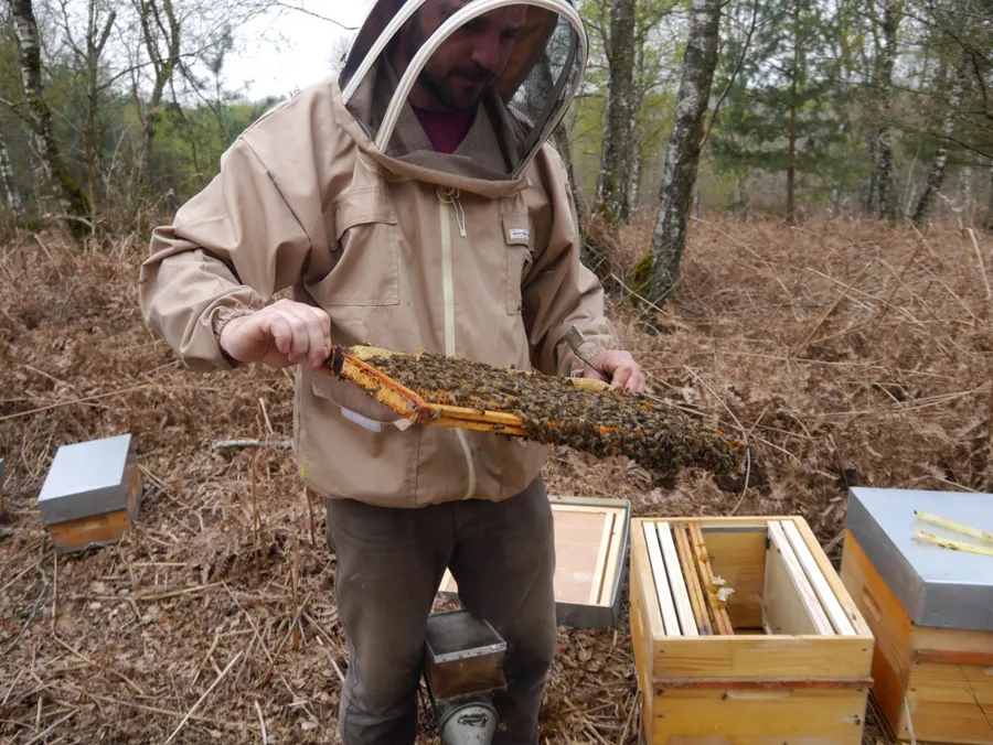 Image du carousel qui illustre: Initiez-vous à l'apiculture à Bonnelles
