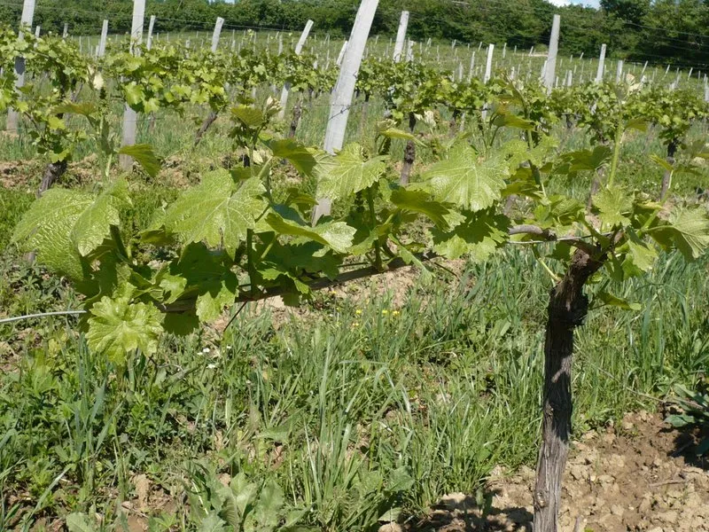 Image du carousel qui illustre: Vignoble Hauts De Riquets à Baleyssagues