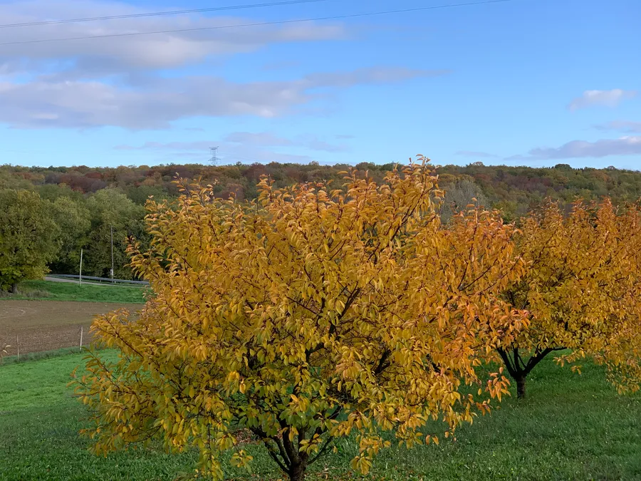 Image du carousel qui illustre: L'automne À La Ferme Fruirouge© à Nuits-Saint-Georges