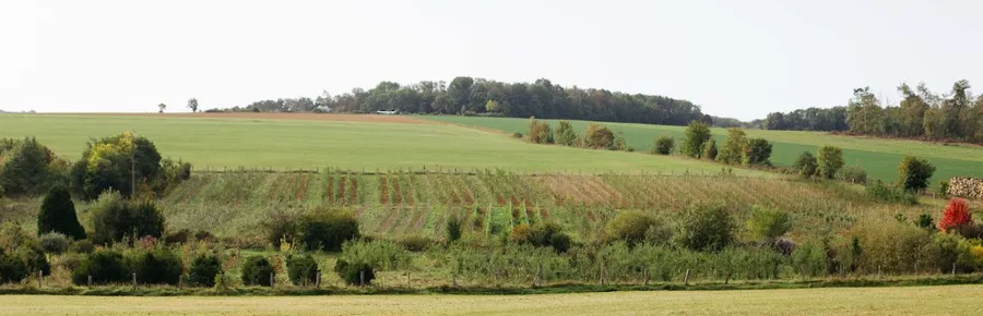 Image du carousel qui illustre: Découvrez le rôle du végétal dans le cycle de l'eau à Lanfroicourt