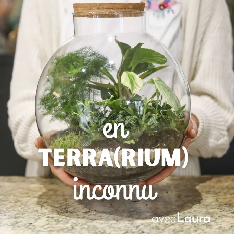 Image du carousel qui illustre: Composez votre terrarium à Quint-Fonsegrives