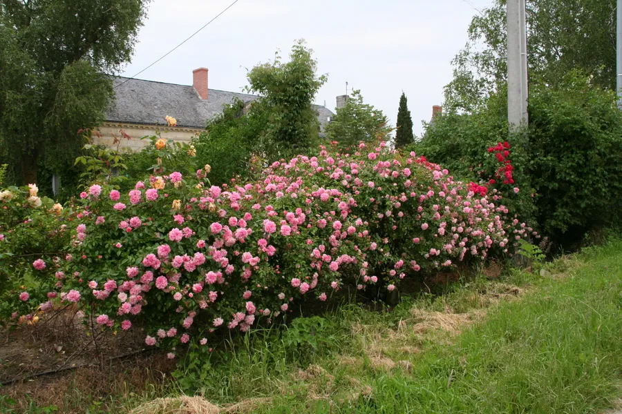 Image du carousel qui illustre: Roseraie Loubert à Gennes-Val-de-Loire