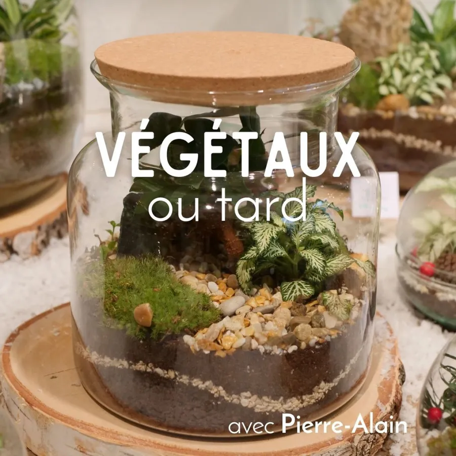 Image du carousel qui illustre: Composez votre terrarium de taille moyenne à Saint-Jean-le-Vieux