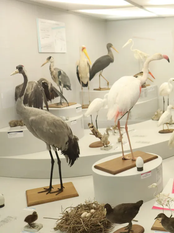 Image du carousel qui illustre: A la découverte des oiseaux migrateurs à Troyes