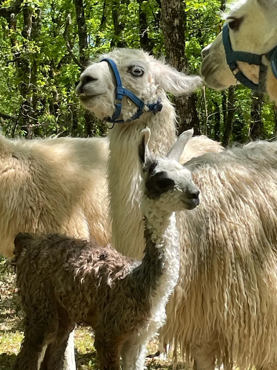Image du carousel qui illustre: Les Lamas De Pechzen - Randonnée En Autonomie Avec Un Lama à Masquières
