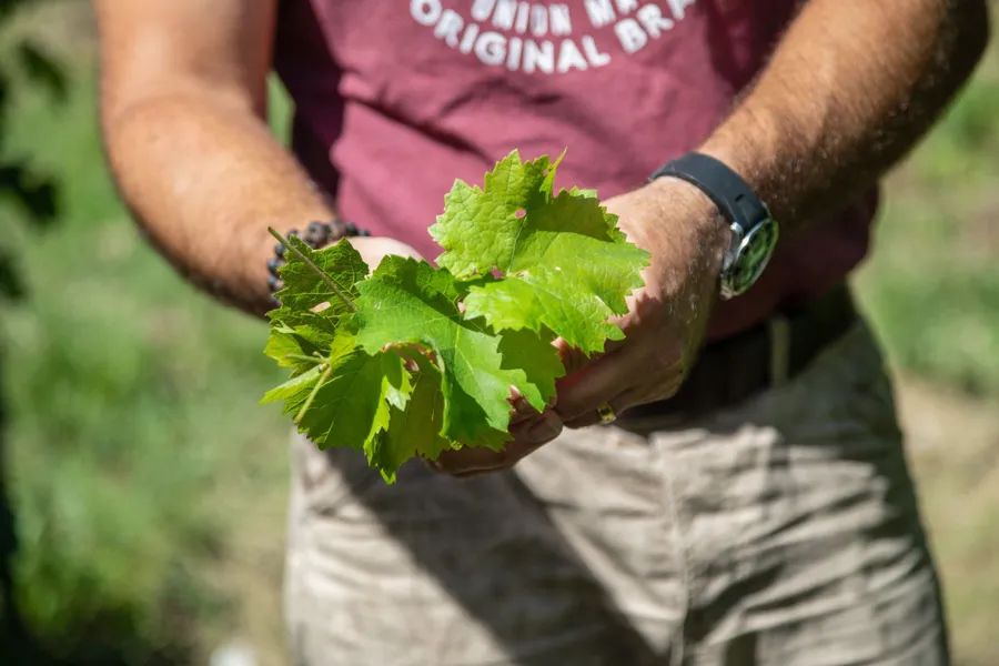 Image du carousel qui illustre: Découvrez une viticulture biologique à Saint-Germain-de-la-Rivière