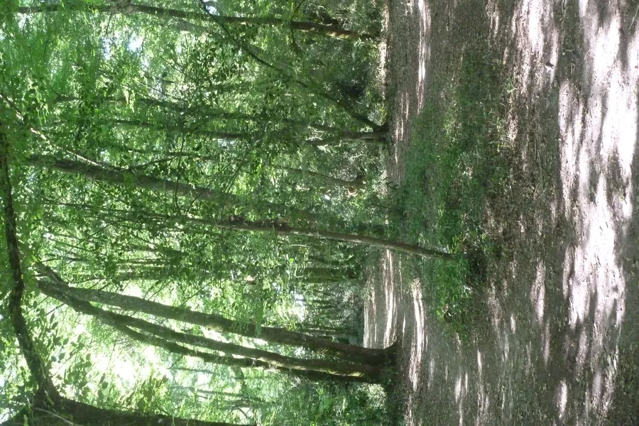 Image du carousel qui illustre: Balade à roulettes : Bois de Laburthe à Gradignan