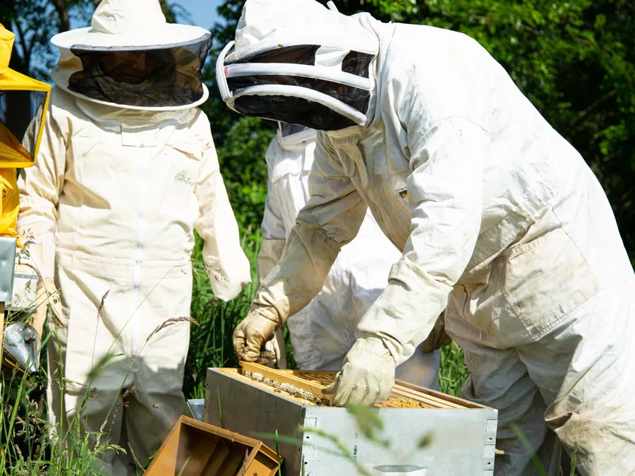 Image du carousel qui illustre: Découvrez l'apiculture et visitez des ruchers à Jassans-Riottier