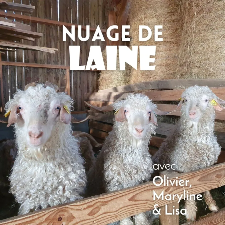 Image du carousel qui illustre: Visitez un élevage de chèvres angora et cachemire à Saint-Didier-sur-Beaujeu