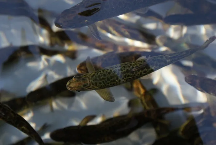 Image du carousel qui illustre: Visitez les coulisses d'une pisciculture à Saint-Louis