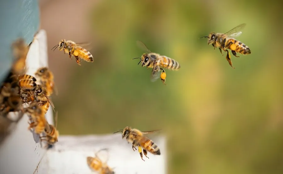Image du carousel qui illustre: Qui sont les pollinisateurs ? à Herbignac