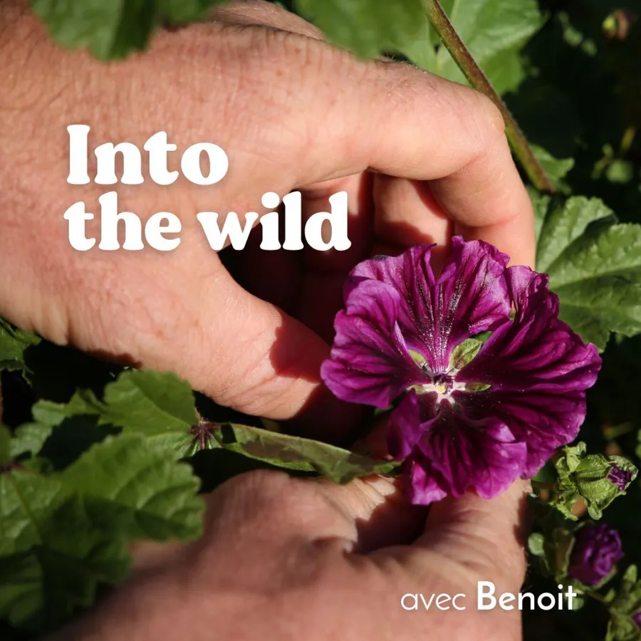 Image du carousel qui illustre: Récoltez vos plantes sauvages à Saint-Romain-au-Mont-d'Or