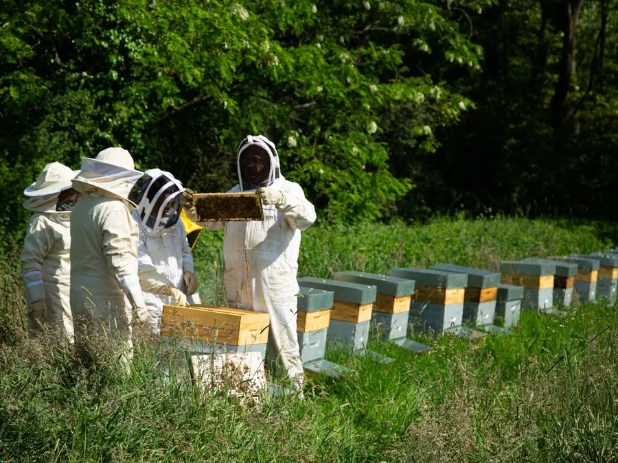 Image du carousel qui illustre: Réalisez votre miel grâce à l'extraction manuelle à Jassans-Riottier