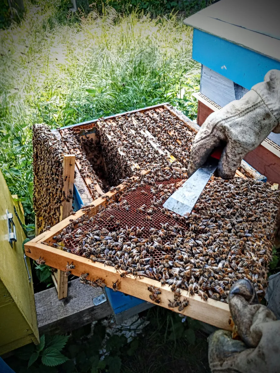 Image du carousel qui illustre: Découvrez l'apiculture à Sathonay-Village