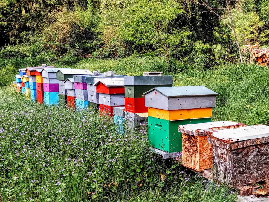 Image du carousel qui illustre: Découvrez l'apiculture à Sathonay-Village