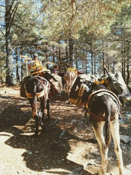 Image du carousel qui illustre: Cévennes G'randos D'ânes à Molezon