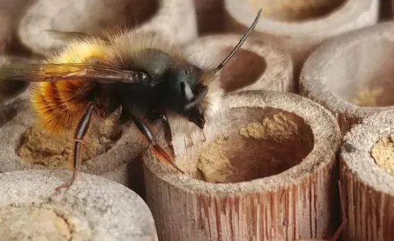 Image du carousel qui illustre: Conférence sur les abeilles sauvages à Porcieu-Amblagnieu