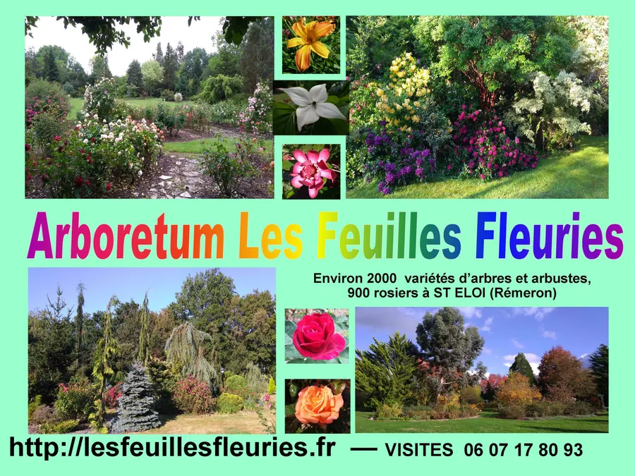 Image du carousel qui illustre: Découverte de l'arboretum  Les feuilles fleuries à Saint-Éloi