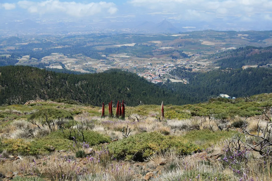 Image du carousel qui illustre: Parc National du Teide à 