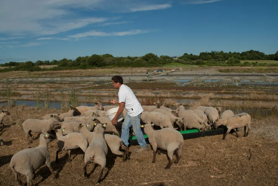 Image du carousel qui illustre: Visite d'élevage de Moutons sur les Marais Salants à Mesquer