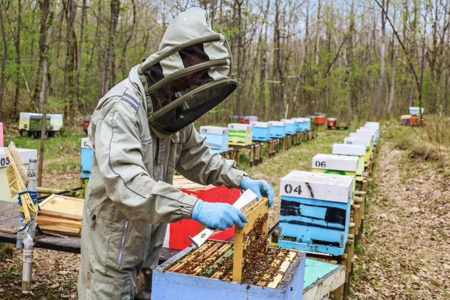 Image du carousel qui illustre: Formez-vous à l'apiculture sur une journée à Gometz-la-Ville