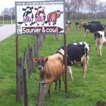Image du carousel qui illustre: Saunier & Cow à Nonhigny
