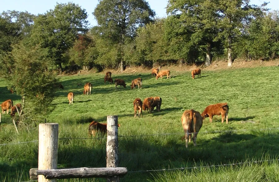 Image du carousel qui illustre: Sentier Des Bergères à Bussière-Galant