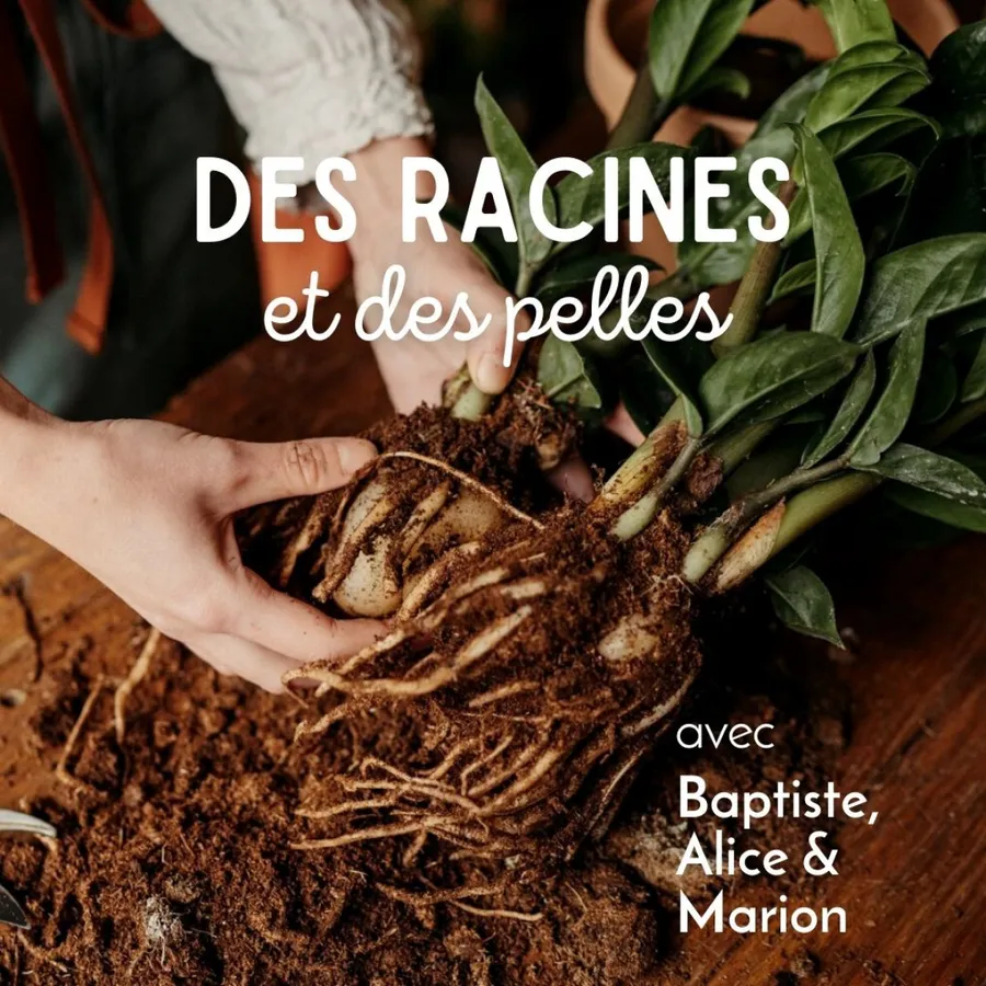 Image du carousel qui illustre: Apprenez à rempoter et entretenir vos plantes vertes à Paris