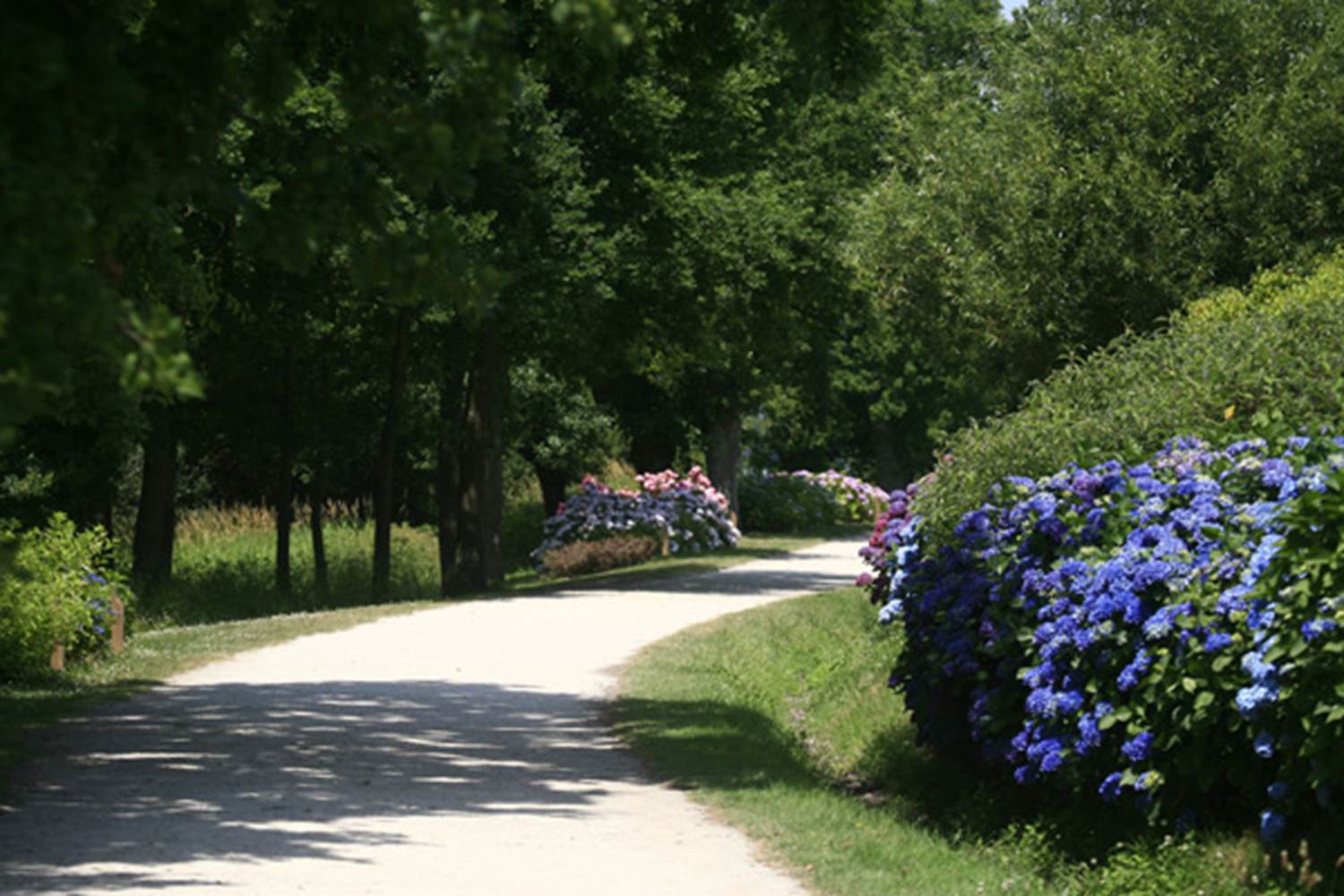 Arboretum des hortensias - Bretagne