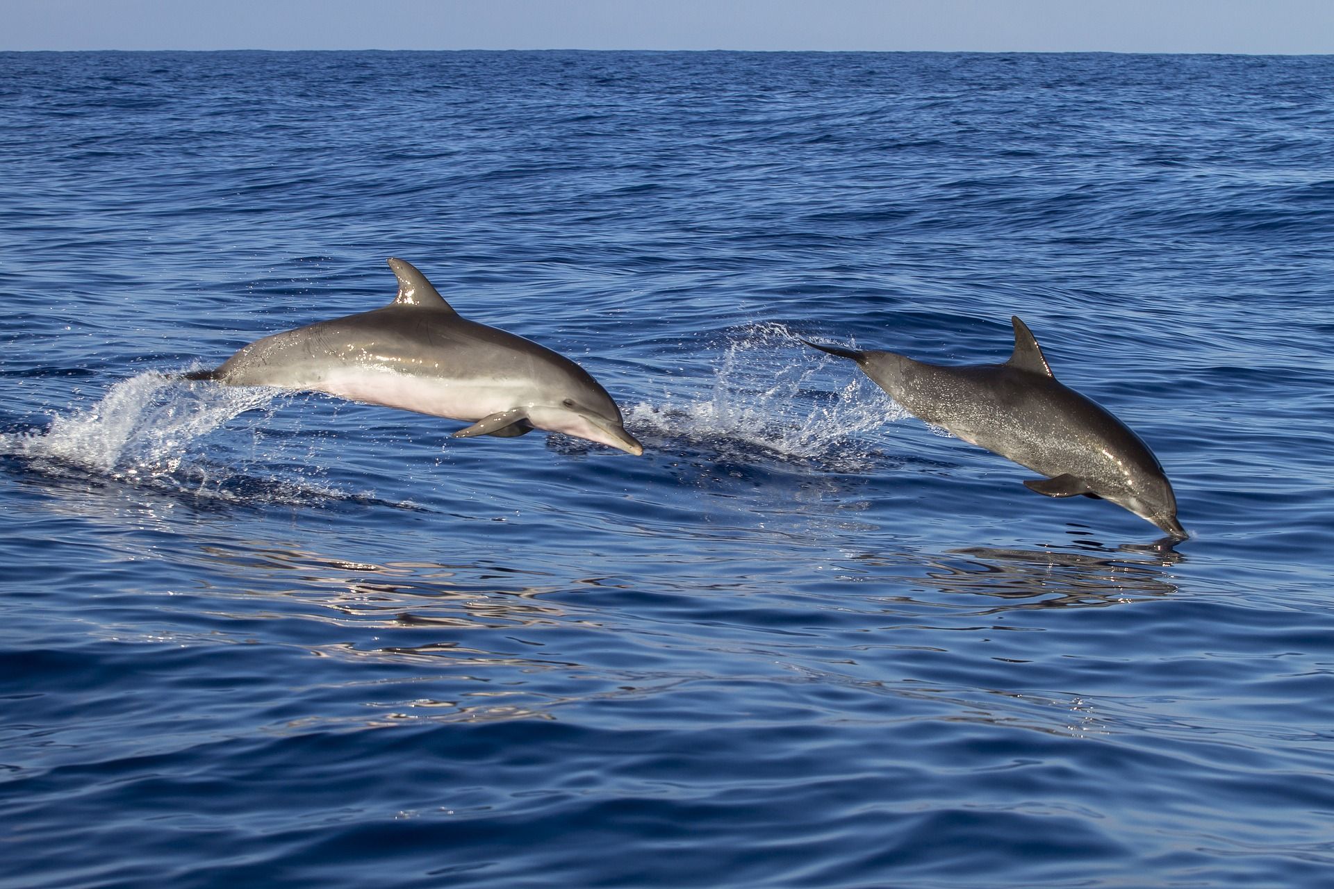 Où voir des dauphins et des baleines sur les côtes françaises ? 4 endroits