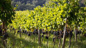 Vignobles Ardèche