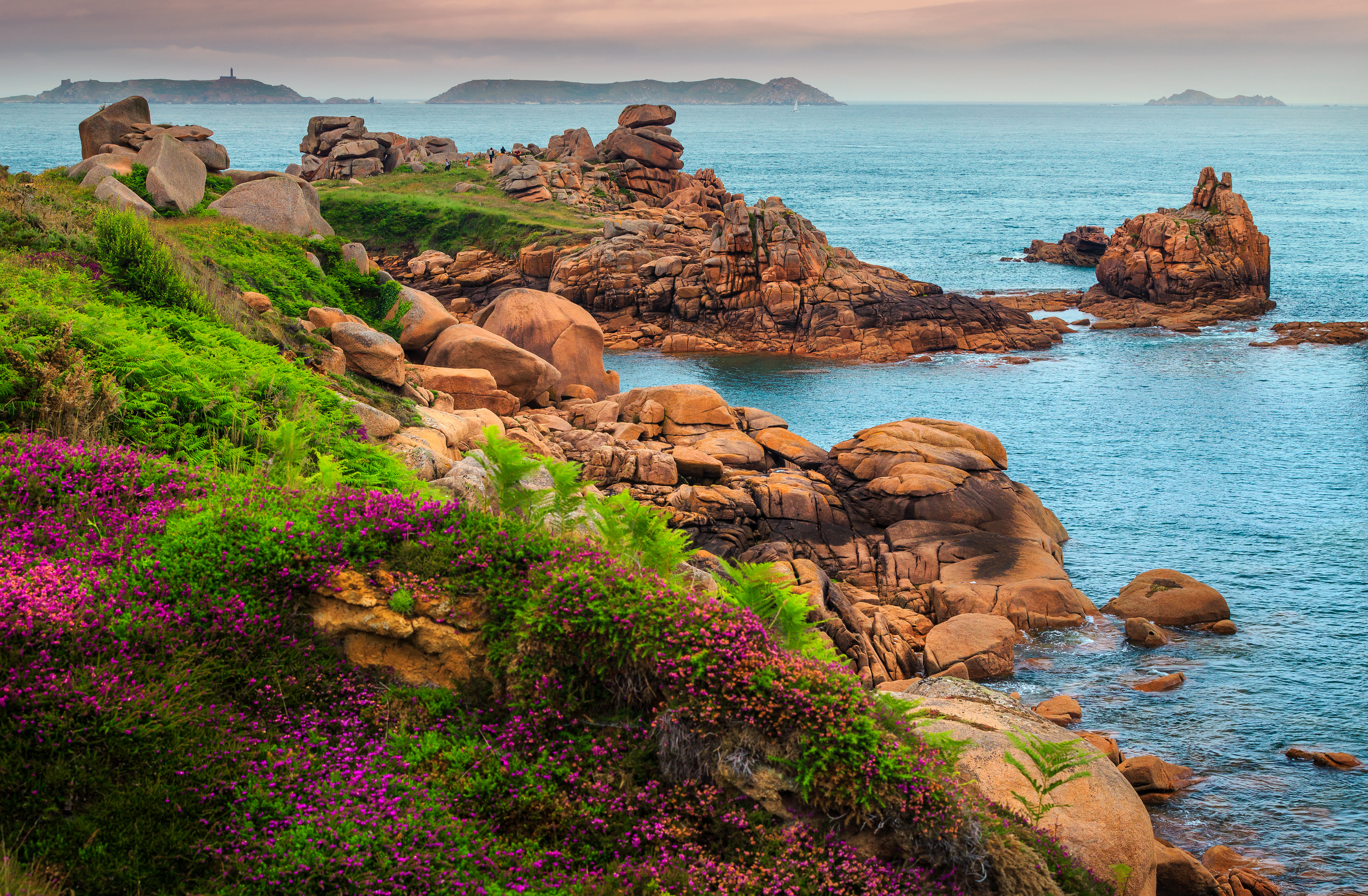 Stunning colorful flowers and spectacular coastline with cliffs in Perros-Guirec, Brittany region, France, Europe