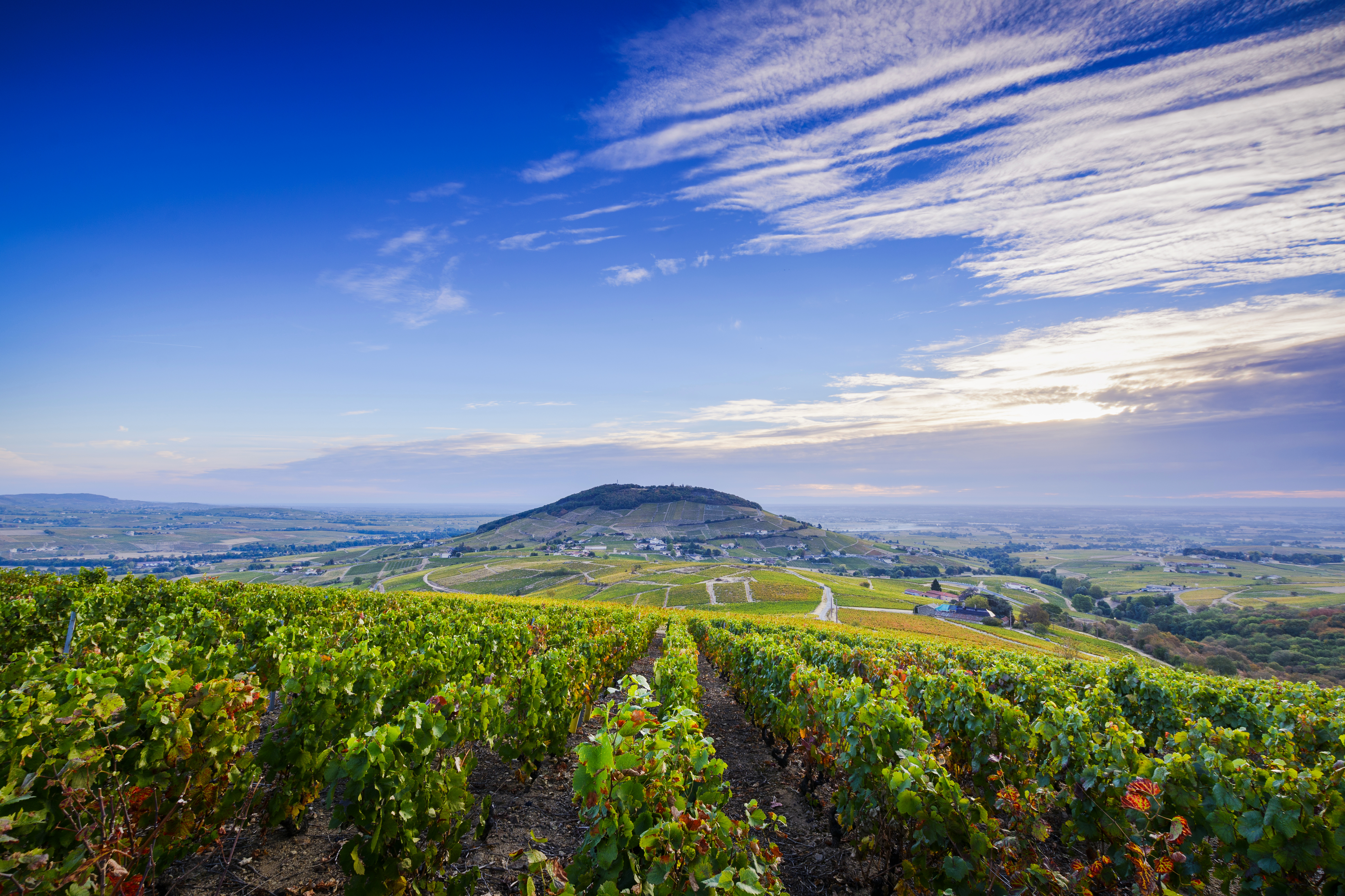 View of the Mont Brouilly hill and vineyards of the Beaujolais, France