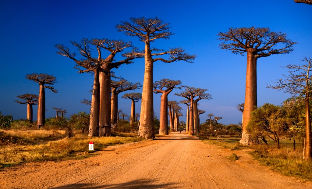 Allée des Baobabs à Madagascar