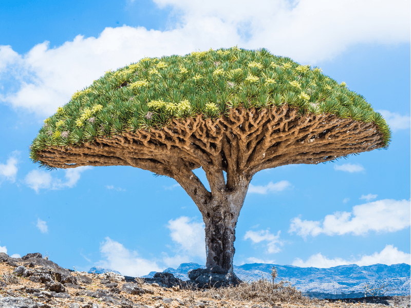 Le dragonnier de Socotra au Yemen