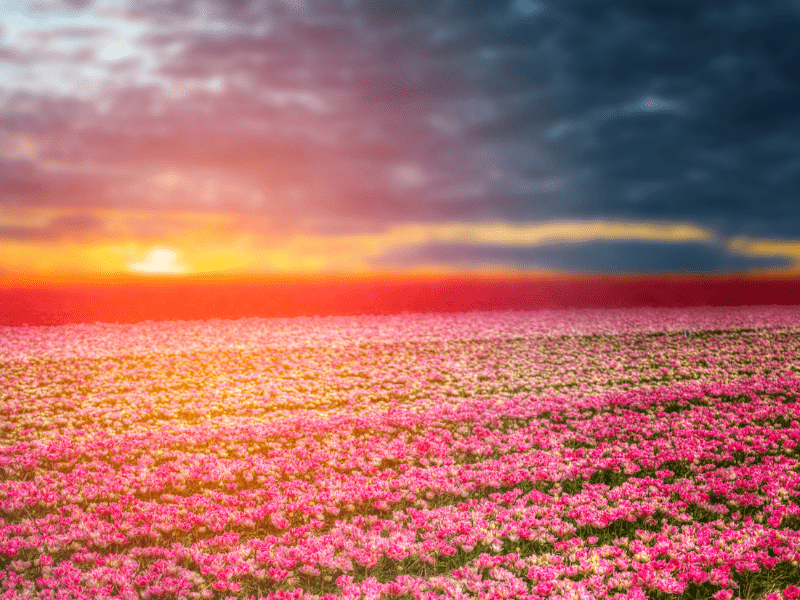 Les champs de Tulipes aux Pays Bas