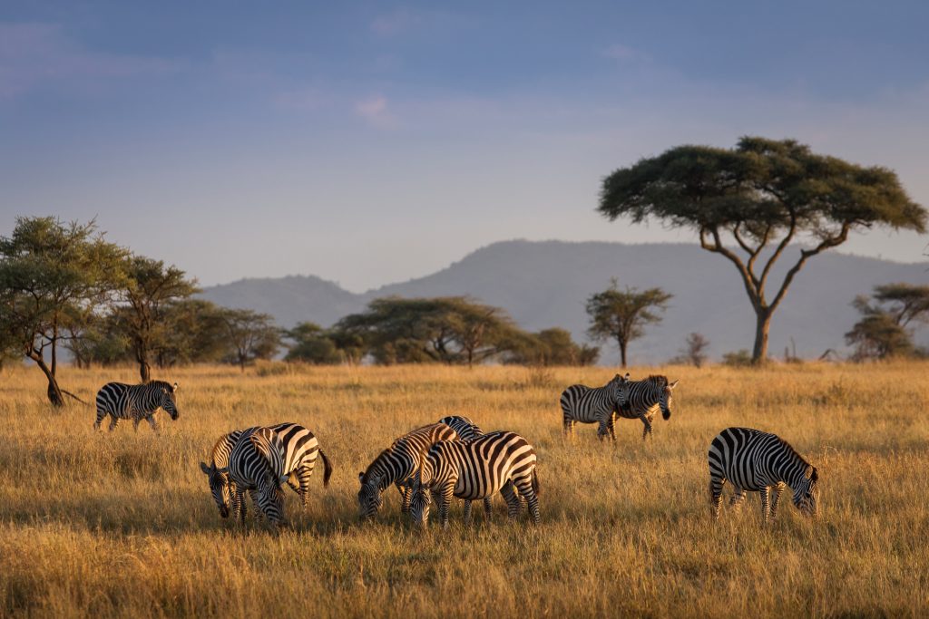 Zebre serengeti parc - Tanzanie