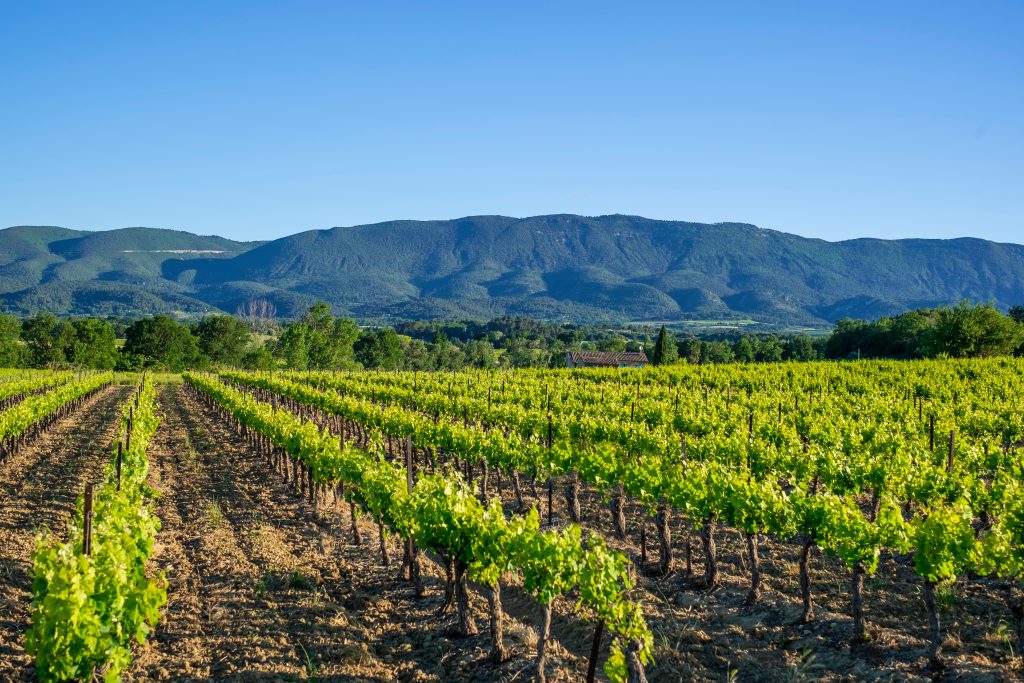 vignes au printemps Provence