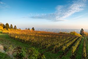 Paysage de vignes en automne en Lorraine en fin de journée