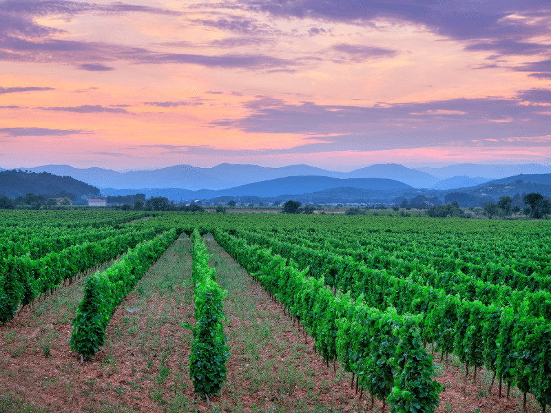 Languedoc vignobles