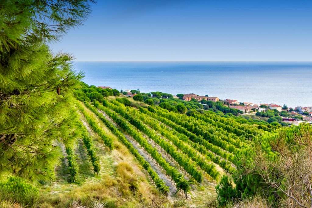 Vignobles d’Alella près de barcelone
