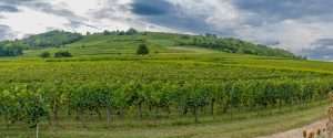 Obernai, France - 09 10 2021: Alsatian Vineyard. Panoramic view of vine fields along the wine route .