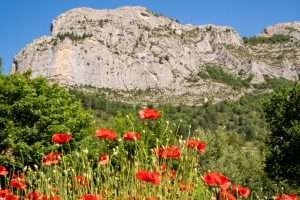 Poppy field in front of the Quiquillon, a striking rock in Orpierre, Baronnies Provençales Regional Nature Park, Hautes-Alpes Department, France