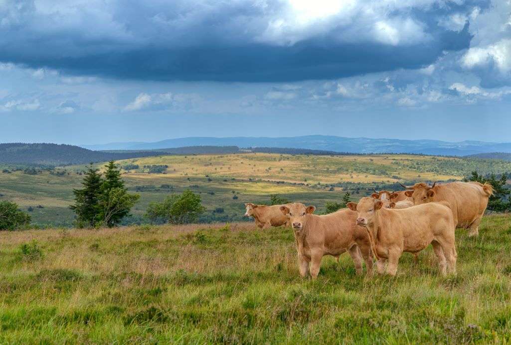 Parc naturel régional Livradois-Forez