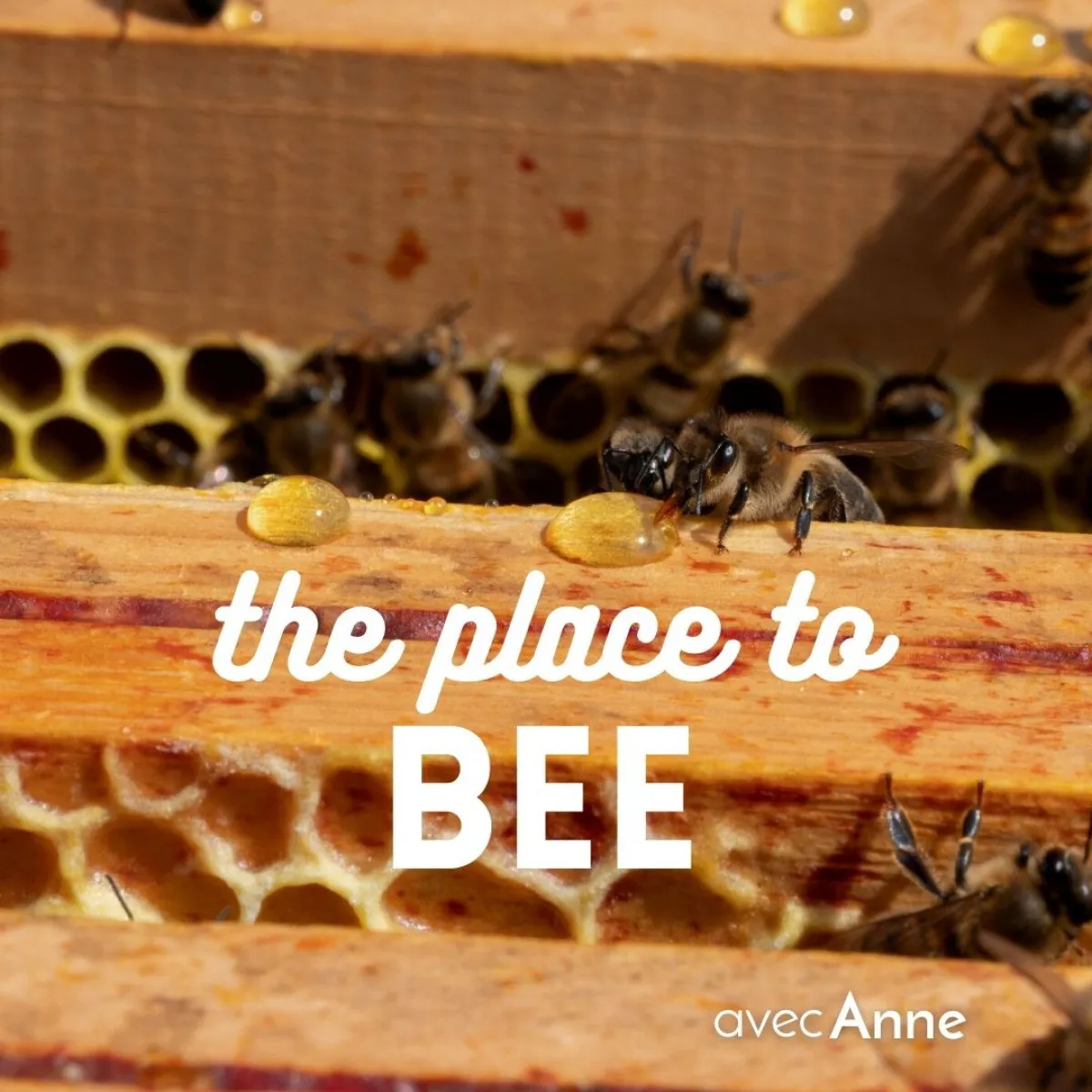 Illustration de: Initiez vous à l'apiculture