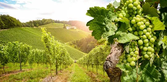 Illustration de: Excursion d'une journée en Bourgogne avec dégustation de 12 vins dans des caves locales